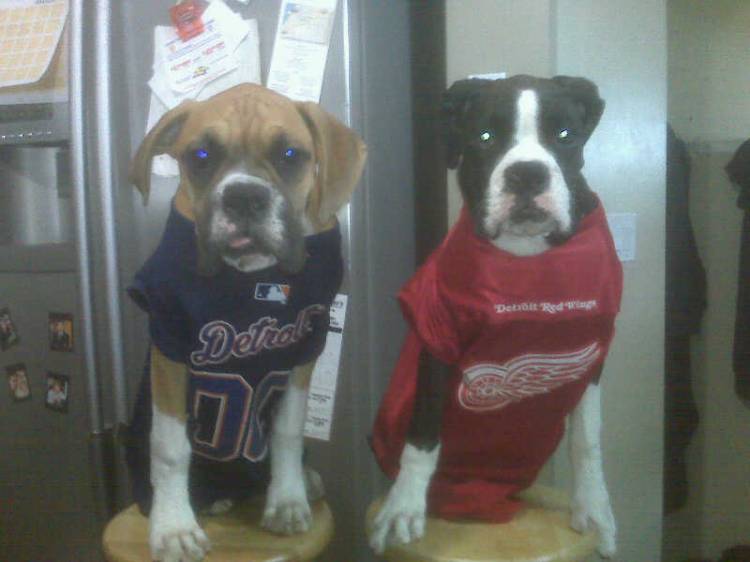 jerseys