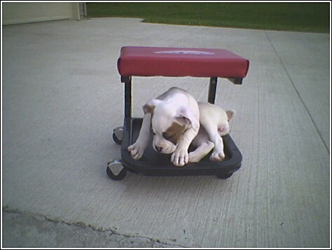 Jersie-cart
