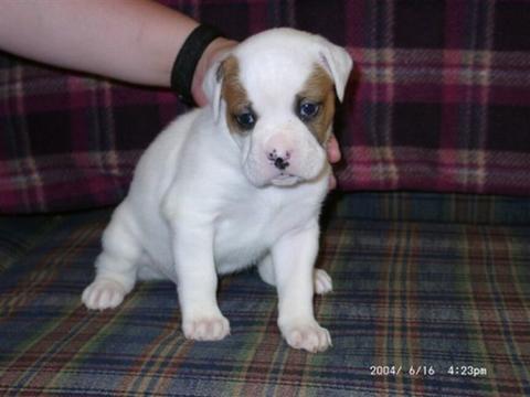 Jersie Pup1