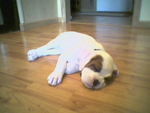 Jersie_pup21