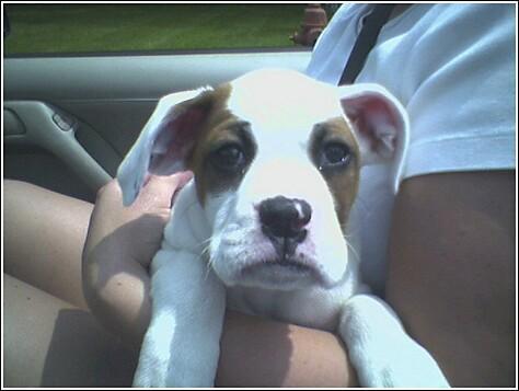 Jersie_pup3