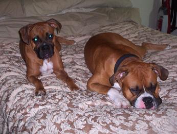 Jesse and Gunner Stealing my bed..Like always!