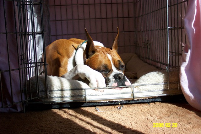 Jesse sun bathing