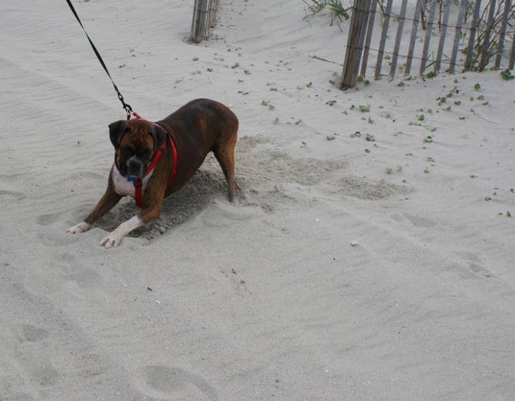 Jesse the digger