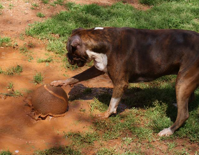 Jesse the Soccer dog
