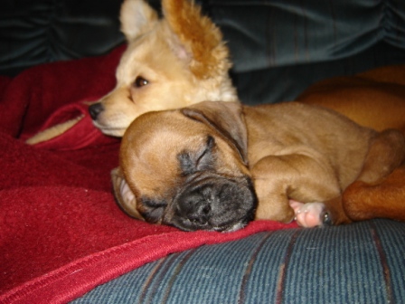 Jessie and Chopper the pomapoo