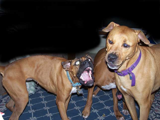 Jessie and Paris Playing