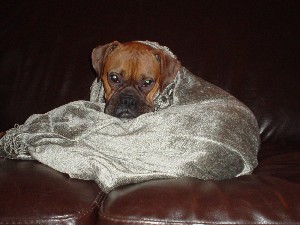 jessie_12-04_003