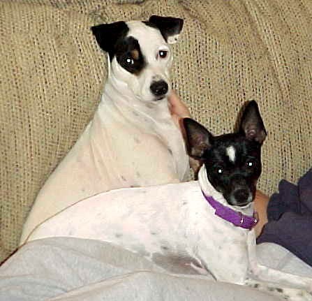 Jess's Big Brother and Sister - Cowboy and Taz
