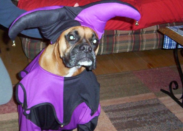jester belle