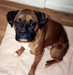 Jingo & New Blankie