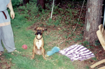 Jingo the Campin' Dog
