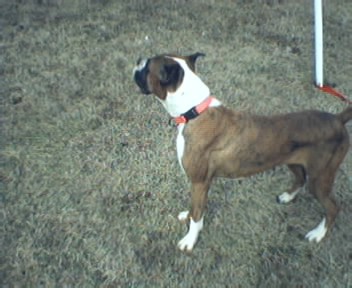 Jocelyn