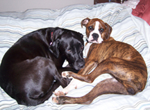 Jockser and Molly