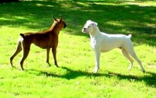 Joe and Ginger