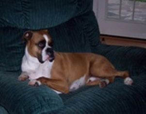 Joe Boxer