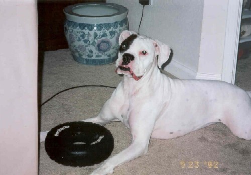 Joe & his new toy