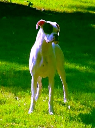 JoeBoxer