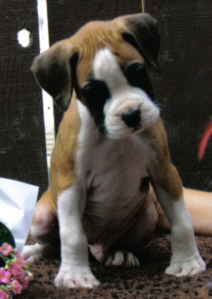 Joey at 7 weeks