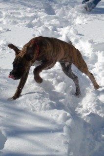 joey,snow