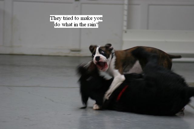 Joke Time in Puppy Class