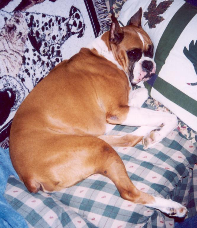 joker sleeping on HIS couch
