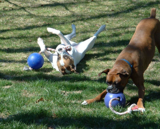 Jolly Balls