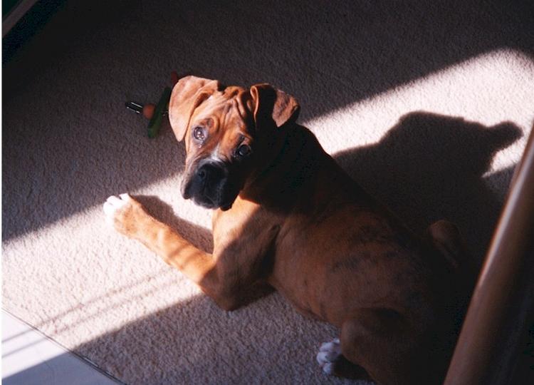 Jordan basking in the sunbeam