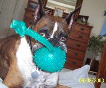 Jordan with new toy