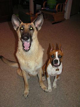 Josie & Star Best Freinds for Life!!!
