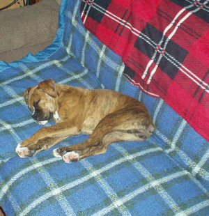 Josie