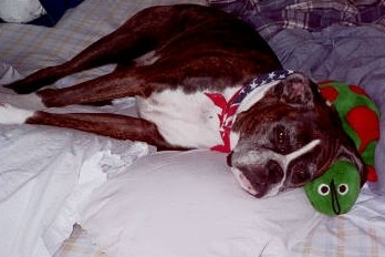 Journey and her turtle