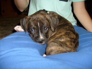 Judge-8 weeks old
