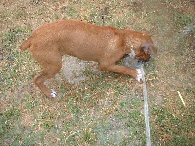 Judge playing with the water hose