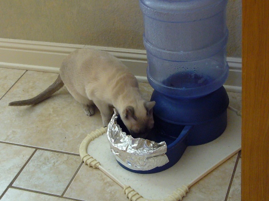 JuJuBee likes Clare's water better
