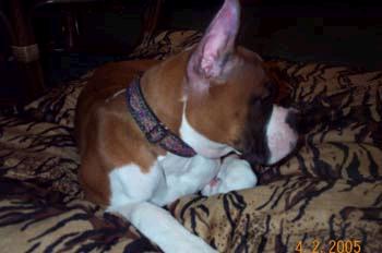 Julie on her pillow at 4 months