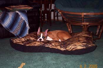 Julie sleeping on her pillow