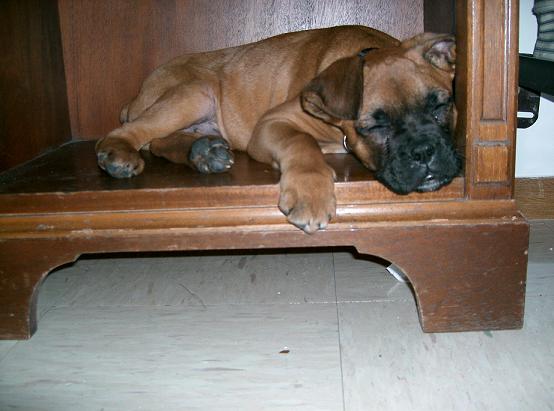 Julius as a Puppy sleeping in the nightstand