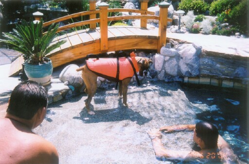 Jump in, I'll save you!!!