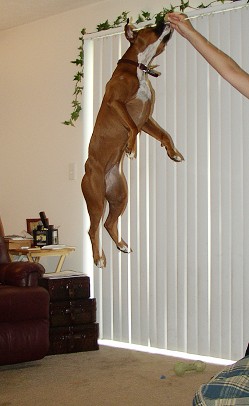 Jump