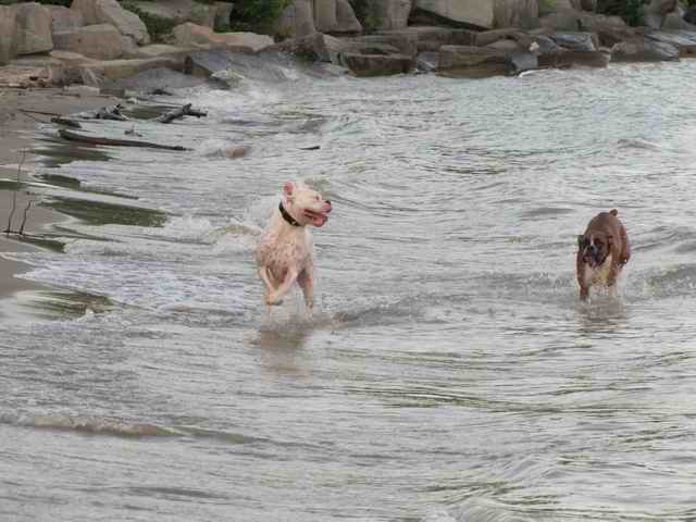 jump_in_a_lake