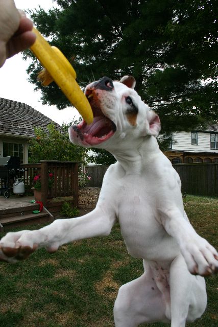 Jumpin Jack Flash