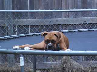 Jumping on the trampoline is tough work!!