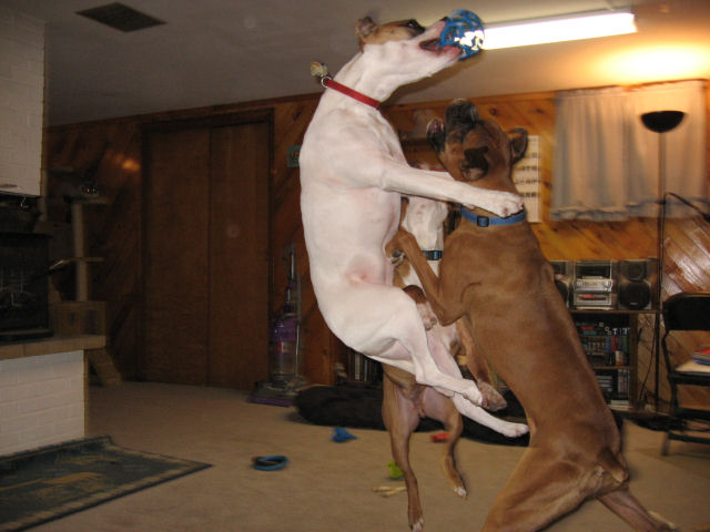 Jumping