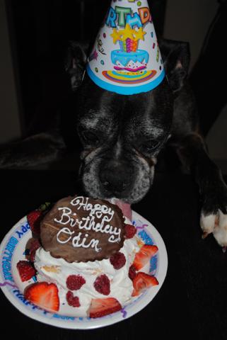 June_2010_and_Odins_10th_birthday_091_Small_