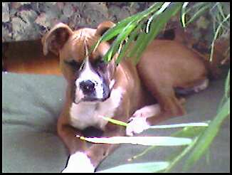 Jungle Dog!