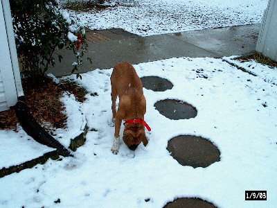 Junior Playing in the Snow