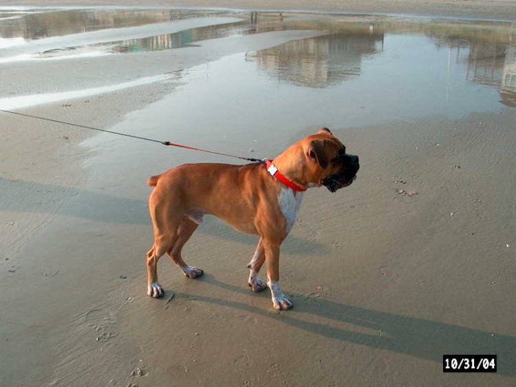 Junior ready to attack a seagull!
