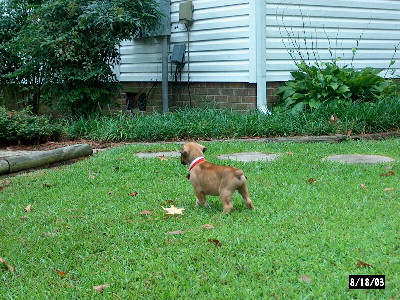 Junior - The Attack Puppy!