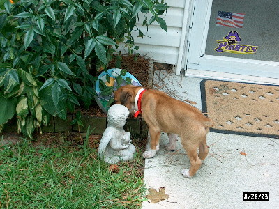 Junior The Frog Hunter!